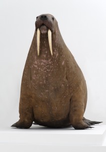 The Horniman Museum's walrus
