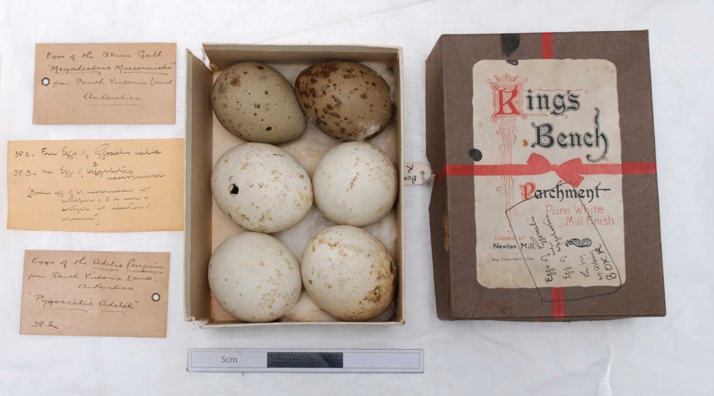 Adélie Penguin and Antarctic Skua eggs from the Horniman Museum