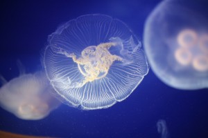 Moon jellyfish in the Horniman Museum's aquarium