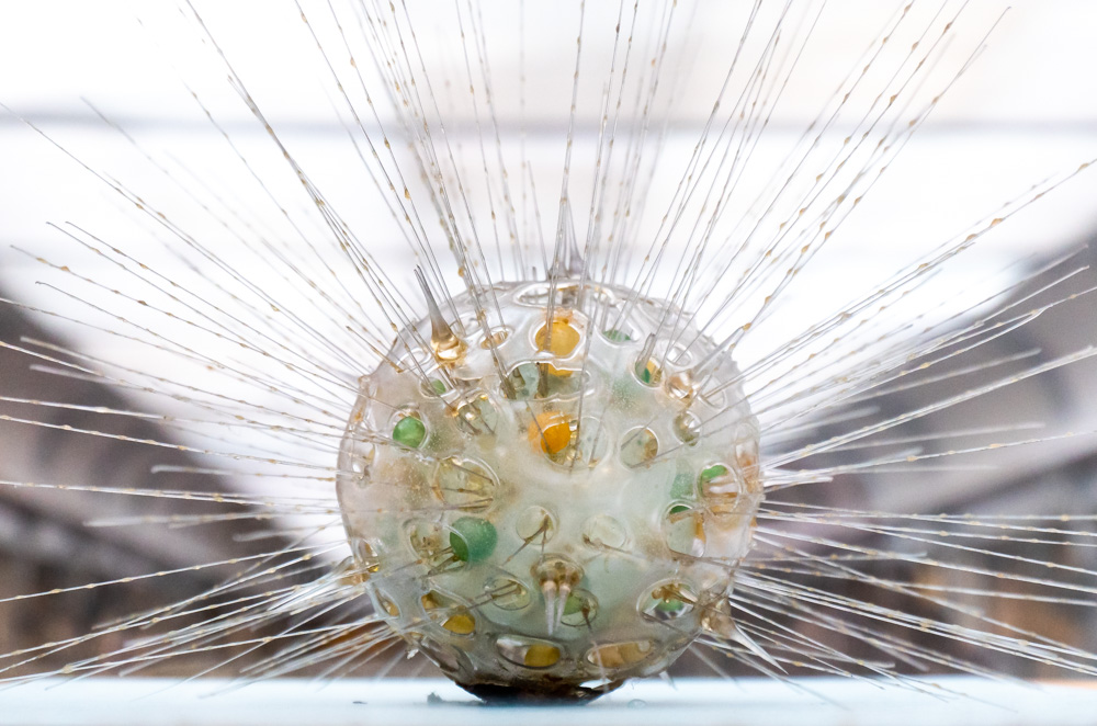 A glass model of a microscopic Radiolarian made by the Blaschka firm: a clear glass ball with holes in it, revealing round patches of green and yellow, and a multitude of long, very thin glass spikes radiating out of it.