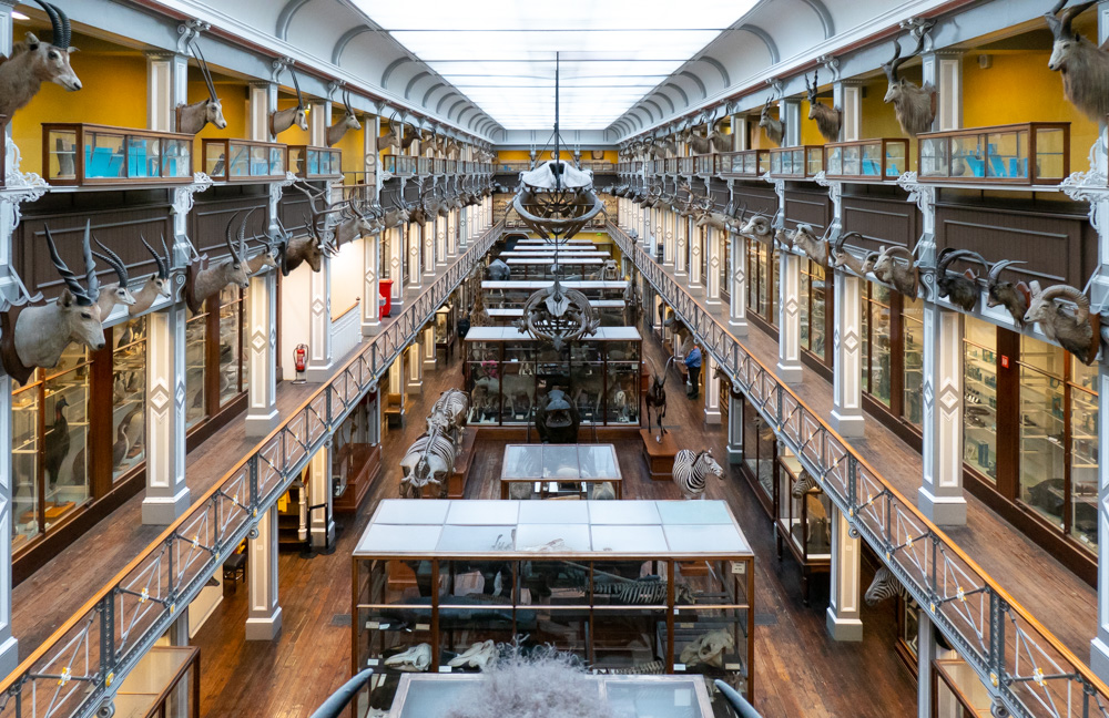 A view of the Museum of Natural History in Dublin, showing galleries lined with trophies of animals heads, glass cases containing stuffed animals along the walls and down the centre of the floor, free-standing skeletons and stuffed animals, and whale skeletons hanging from the glass ceiling.